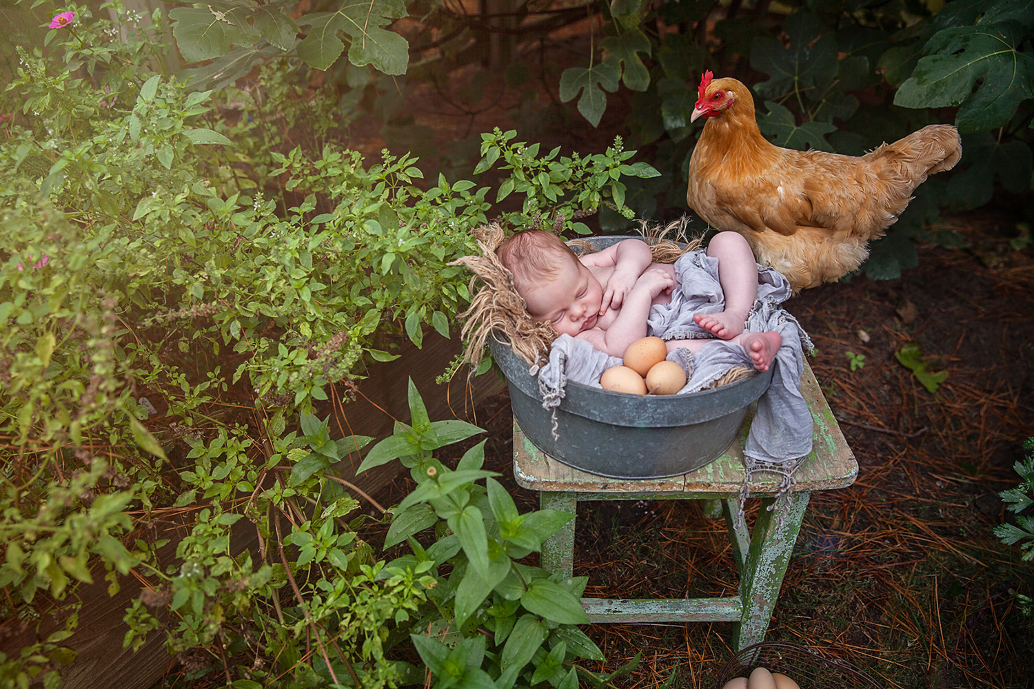 newborn and chicken photo